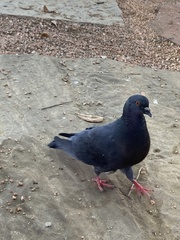 Columba livia