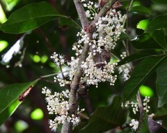 Lepiderema sericolignis