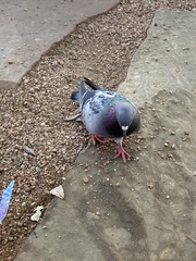 Columba livia