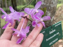 Aerides crassifolia