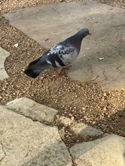 Columba livia