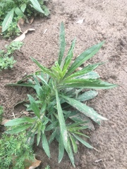 Erigeron bonariensis