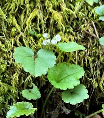 Veronica californica