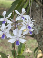 Vanda coerulescens