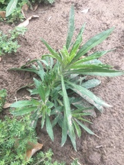 Erigeron bonariensis