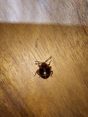 Corynomalus vestitus