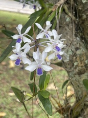 Vanda coerulescens