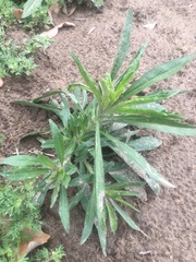 Erigeron bonariensis