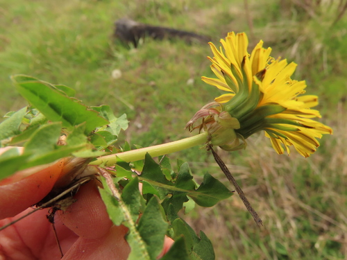 Pollenless dandelion (Taraxacum inane)