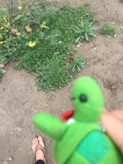 Erigeron bonariensis