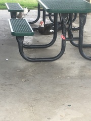 Cairina moschata domestica