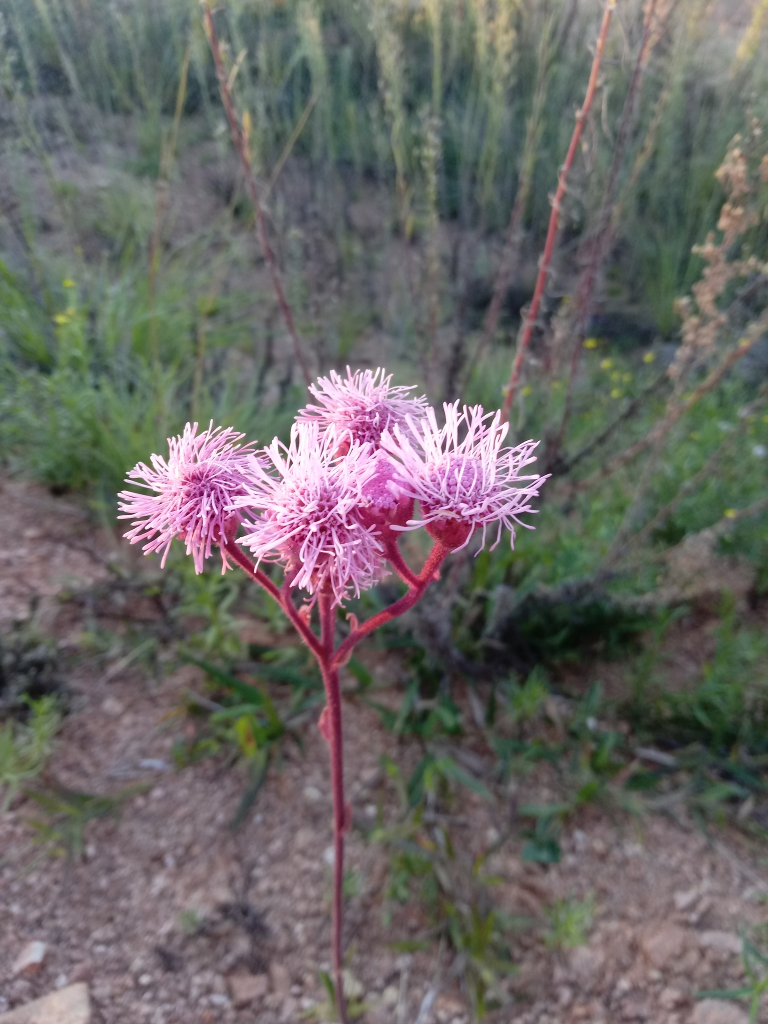 Campuloclinium macrocephalum