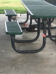 Cairina moschata domestica