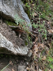 Pellaea andromedifolia