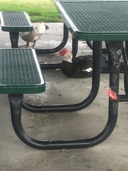 Cairina moschata domestica