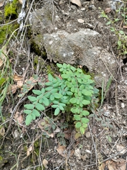 Pellaea andromedifolia