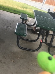 Cairina moschata domestica