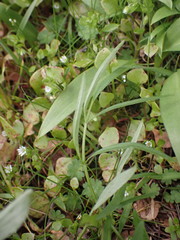 Lomatium nudicaule