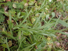 Lomatium nudicaule