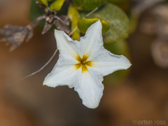 Euploca nigricans image