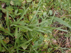 Lomatium nudicaule