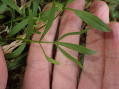 Lomatium nudicaule