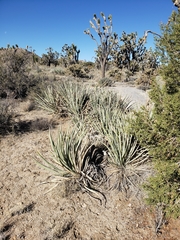 Yucca baccata baccata