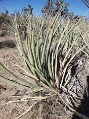 Yucca baccata baccata