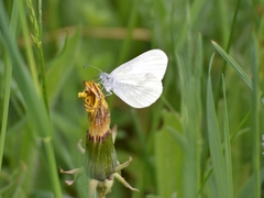 Dismorphiinae