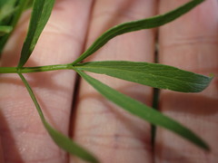 Lomatium nudicaule
