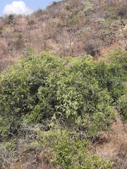 Ventilago maderaspatana