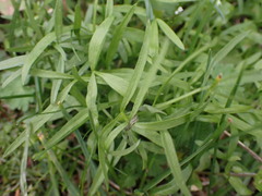 Lomatium nudicaule