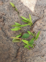 Ventilago maderaspatana