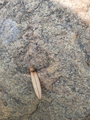 Ventilago maderaspatana