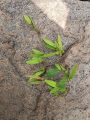 Ventilago maderaspatana