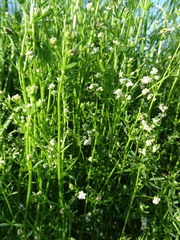 Galium elongatum