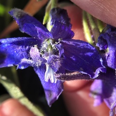 Delphinium decorum