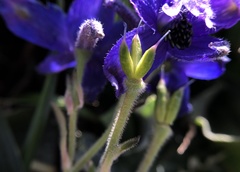 Delphinium decorum