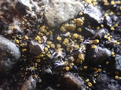 Polycauliona inconspecta