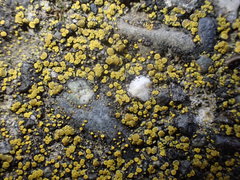 Polycauliona inconspecta