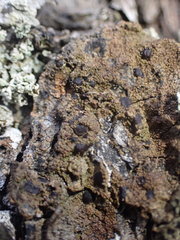 Protoparmelia ochrococca