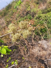 Combretum albidum