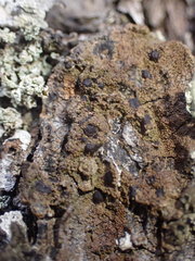 Protoparmelia ochrococca