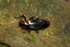 Encaustes cruenta