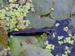 Haemopis sanguisuga