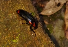 Encaustes cruenta