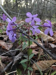 Creeping phlox