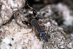 Cheliferoides segmentatus