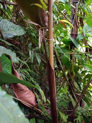 Heliconia ramonensis