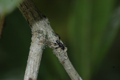 Neoclytus araneiformis